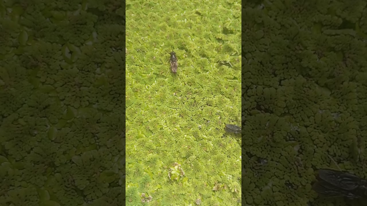 08033193602  Azolla farming and BSF farming in Nigeria