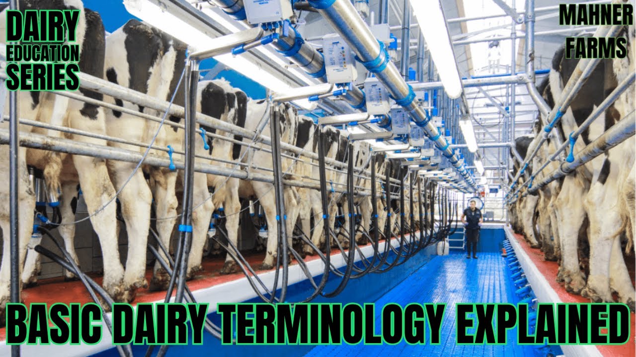 Dairy Farming Terms Explained: Milk, Cows, Health & Feed