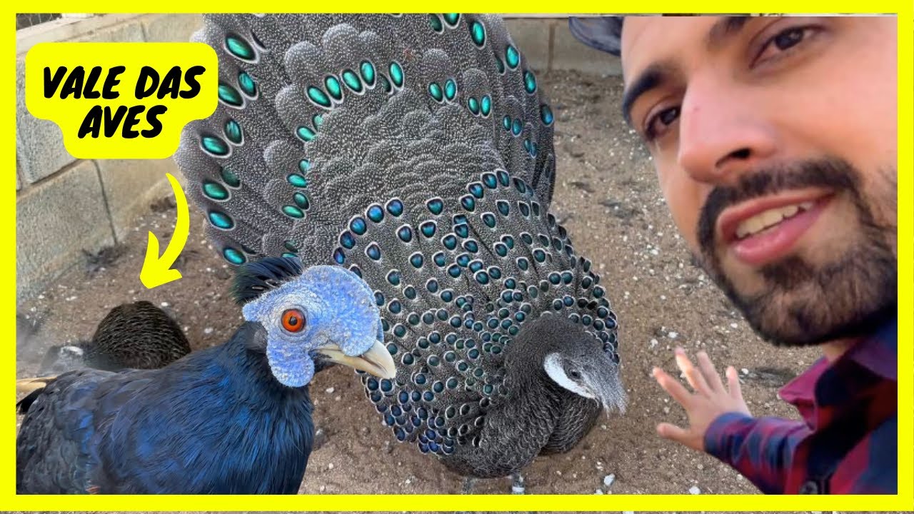 Cisnes, Faisões, Pavões - Conhecendo o Sítio Vale das aves | Gutejando