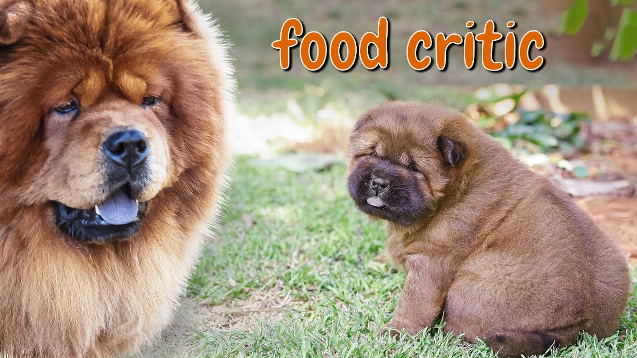 Chow Chow Puppy’s First Meals & Outdoor Adventure | The Mike Chronicles Ep.2
