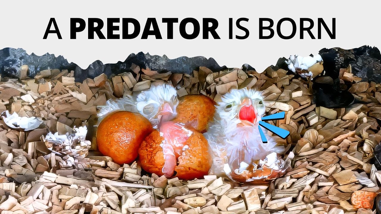 A Predator is Born: The Full Story of Lyra & Rowan Raising Five Kestrel Chicks | Nest Box Live