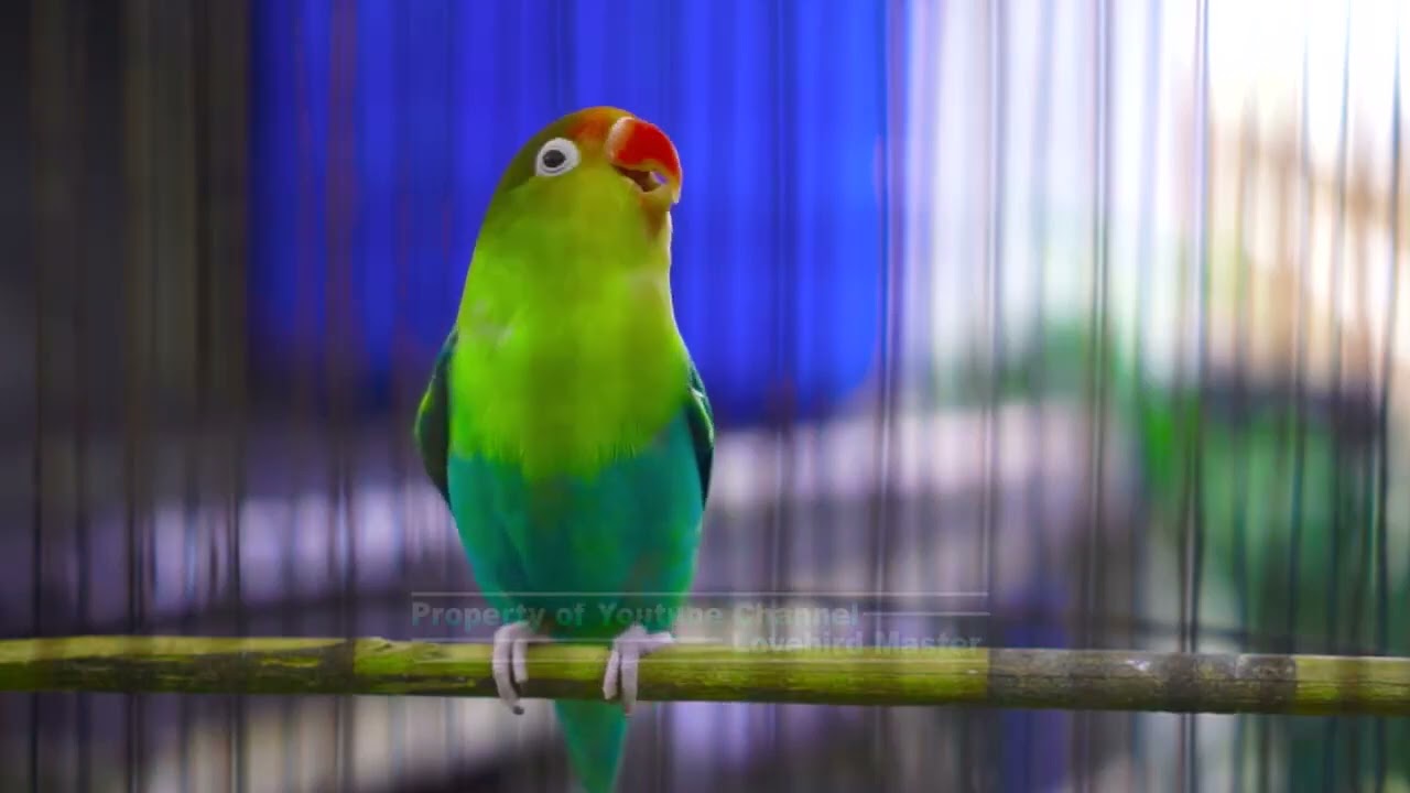 Suara Pancingan Lovebird Ngekek Panjang Ampuh Buat Lovebird Apapun Nyaut Dalam Seketika