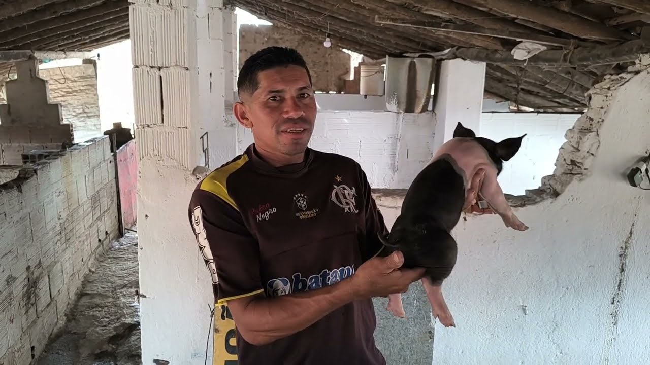 Criação de suínos do Paulo Almeida.. #suinocultura 