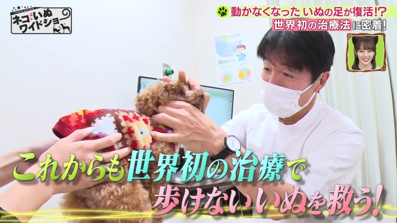 【動物の再生医療】動かなくなった犬の足が復活！？世界初の治療法に密着【ネコいぬワイドショー】