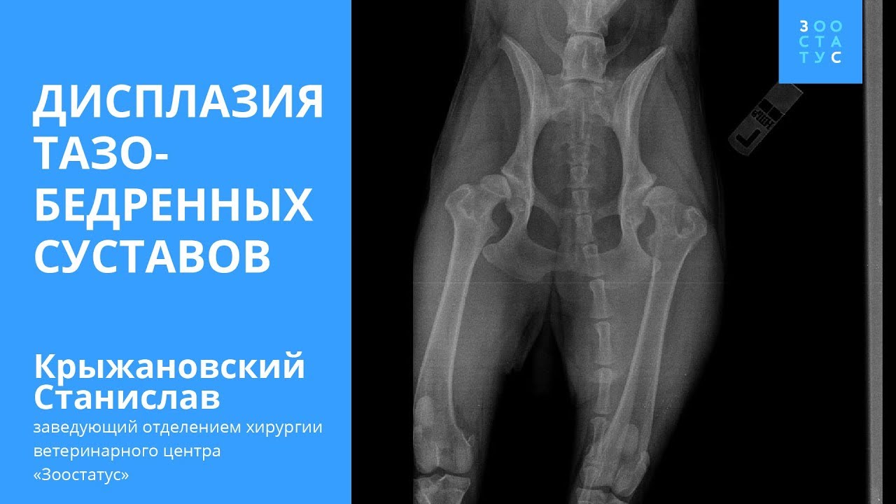 Дисплазия тазобедренных суставов у собак
