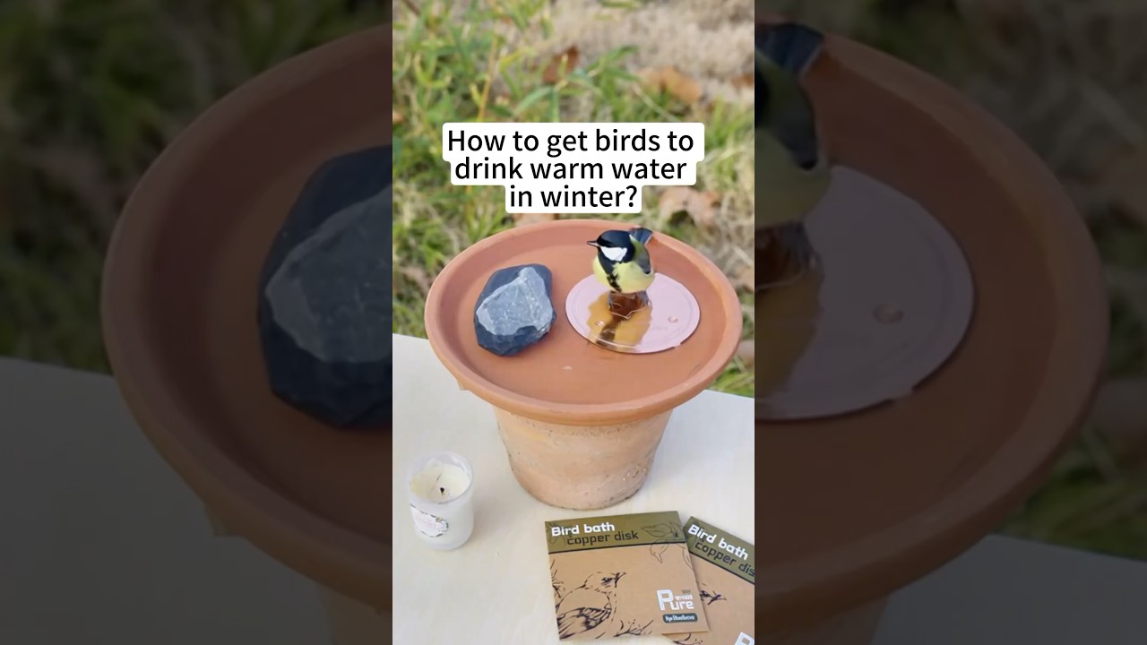 I have made a simple DlY bird bath heater for the birds.Would you use it in your backyard?