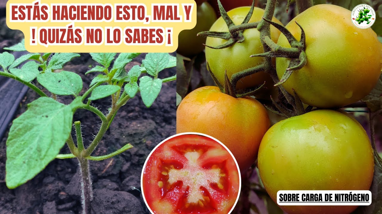Mucho Nitrógeno en Plantas De Tomates es HORRIBLE. !ESTE ES EL MOTIVO¡