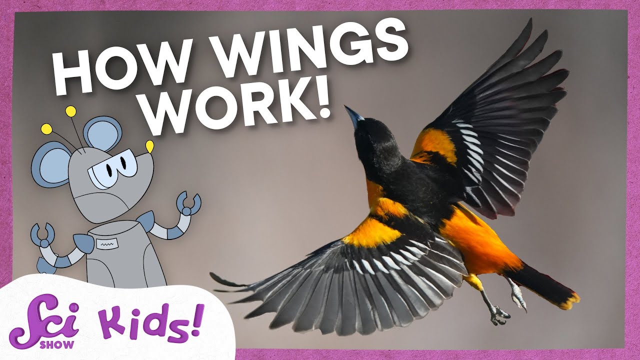 How Do Animal Wings Work? | The Science of Flight | SciShow Kids
