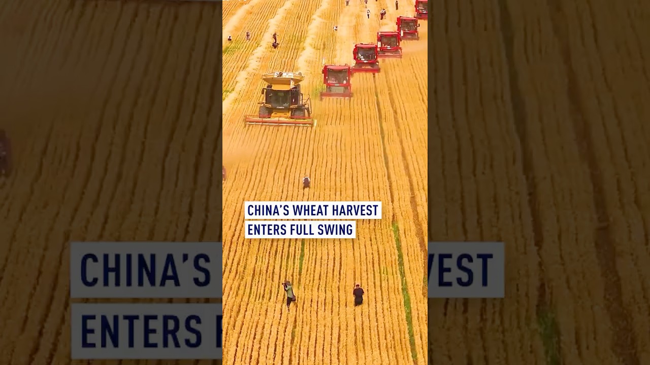 China&rsquo;s wheat harvest enters full swing