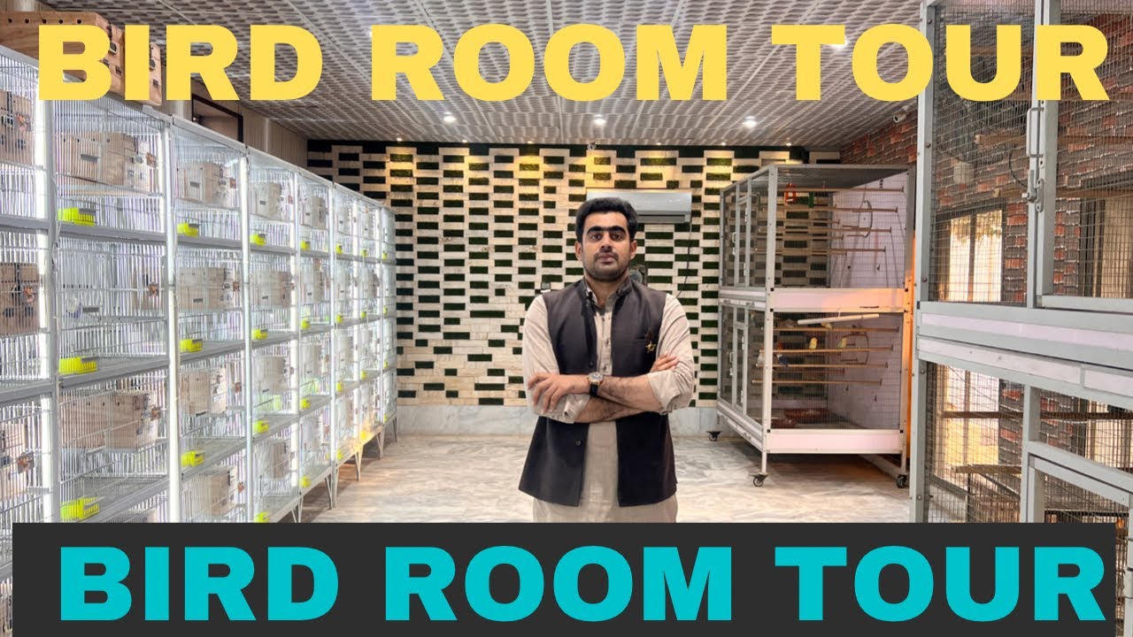 Love Bird Room Tour | Room Tour | Love Birds | Gup Shap With K K Asad