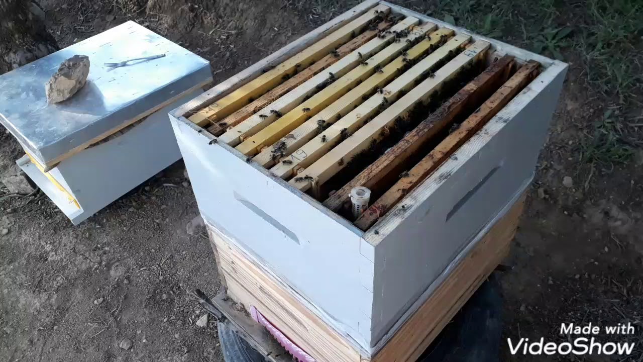 كيفية الإستفادة من البيوت الملكية التي يربيها النحل من أجل التطريد الطبيعي( القص، التقفيص،النقل...)