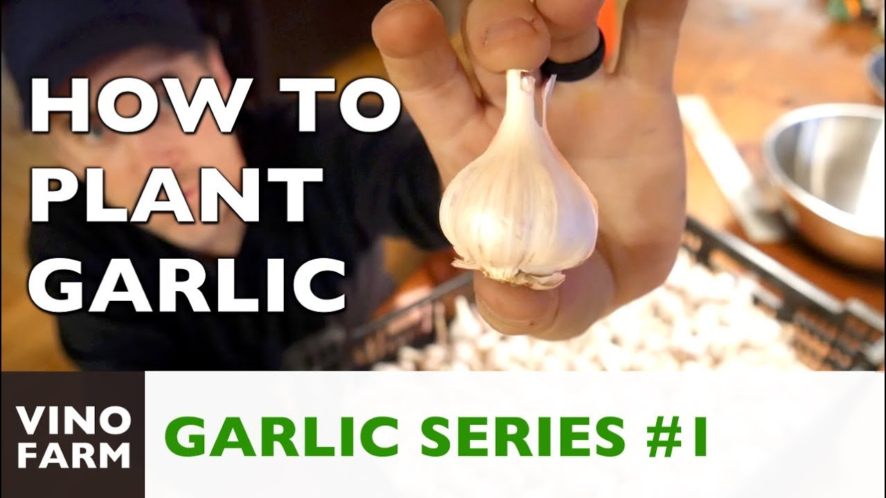 Growing Garlic is So Easy! - Part 1