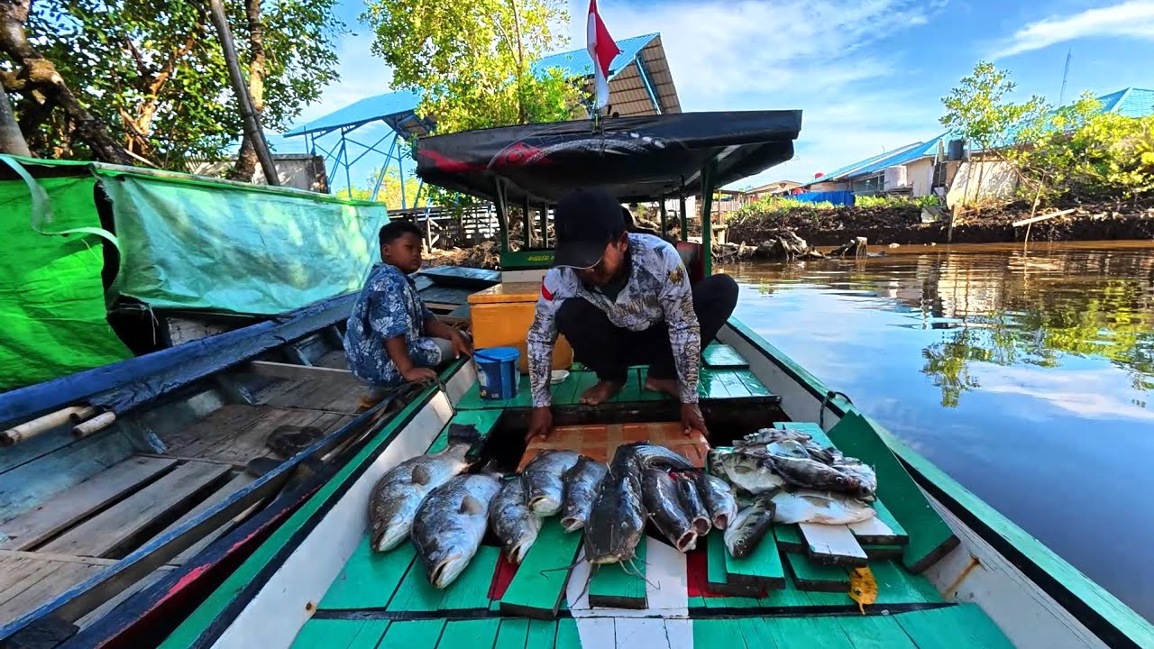 Baru kali ini dapat ikan baramundi sebanyak ini saat fishing camp di sungai mangrove