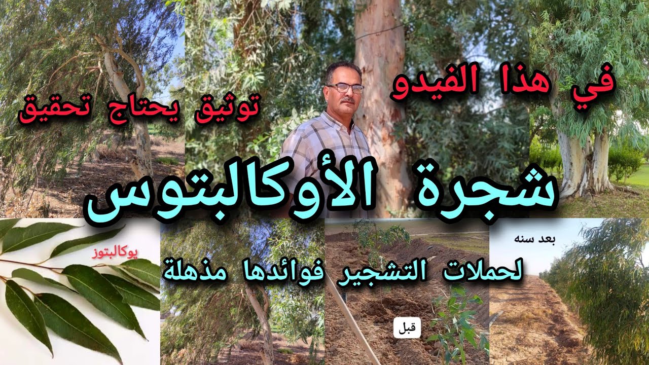 شجرة الأوكالبتوس القلم طوز  الكينا  الكافور Eucalyptus اليوكالبتوز الخيار الأروع لحملات التشجير