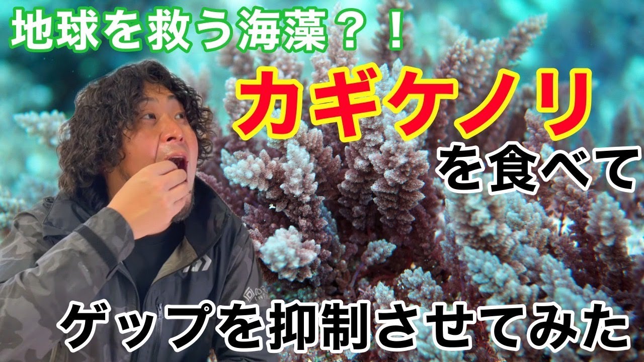【コラボ動画with平坂寛】地球を救うかもしれない海藻！カギケノリを食べてみた！Can eating seaweed save the planet? 试吃挑战！可以拯救地球的海藻-海門冬你了解吗？
