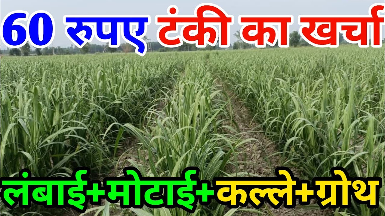 60 रुपए टंकी में गन्ने की ग्रोथ हो जाएगी No.1 । गन्ने में रोगों की होगी No Entry 🚫।  Z-Black गन्ना