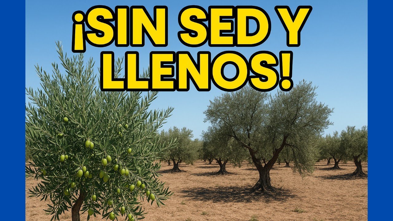 🟥 &iquest;Por qu&eacute; Estos Picuales en Secano NO Sufren Sed? Mira sus Ramas