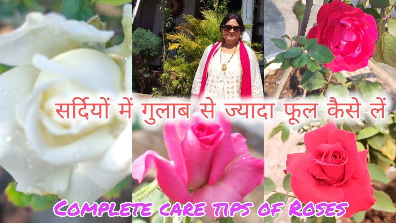 Complete care tips of Roses||winter season||Bumper Flowering in Roses 🌷#rose #flowers #winter #yt 