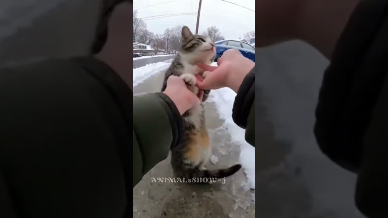 #cat