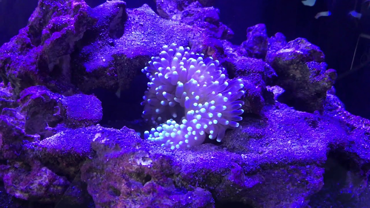 The Bubble Tip Sea ANEMONE is HERE!! 3 Month Update!