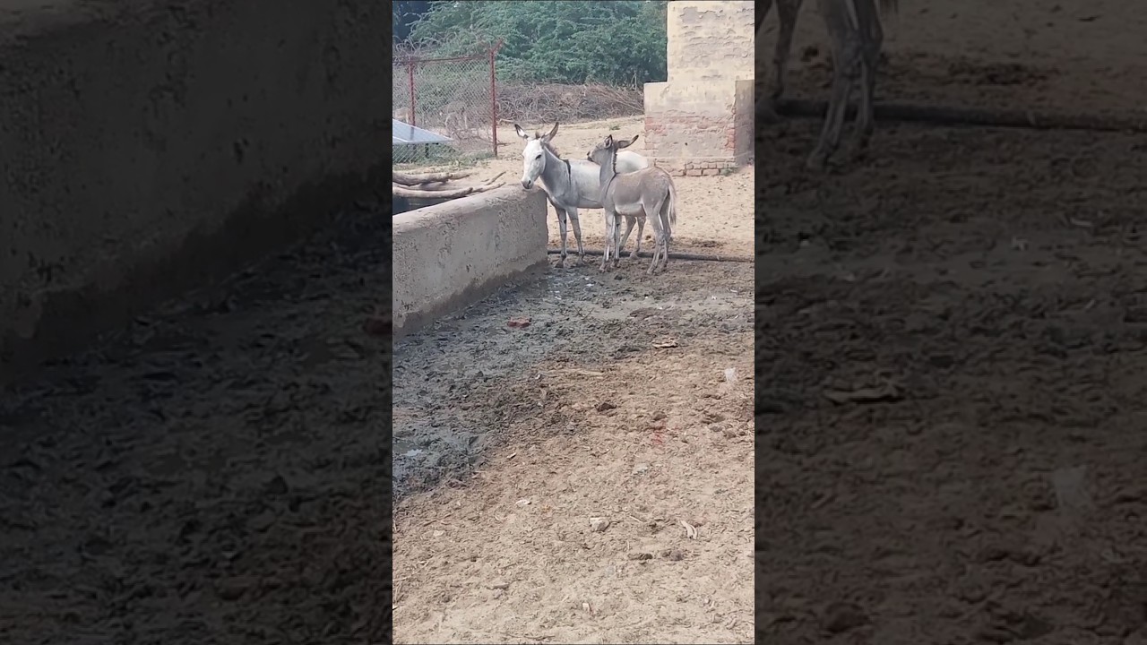 "Donkey senior and donkey junior… equal in mischief" 😎