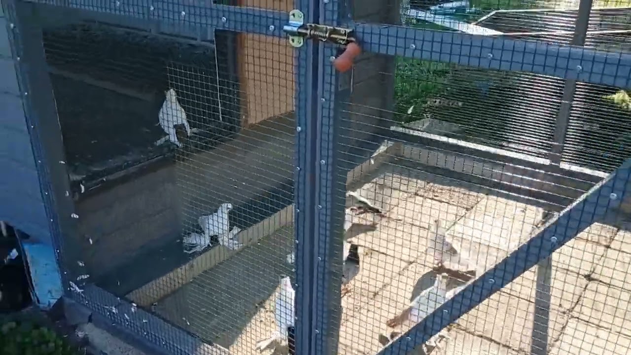 W KOŃCU SKOŃCZYŁEM BUDOWĘ 💪WOLIERY JESTEM ZADOWOLONY Z EFEKTU KOŃCOWEGO👌A WY CO SĄDZICIE🤔8.09.2023👍💥
