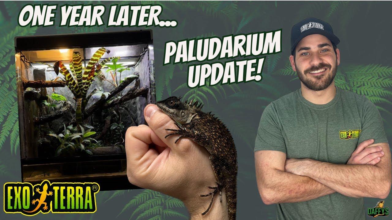 Mountain Horned Dragon Paludarium With Waterfall! (1 YEAR UPDATE)