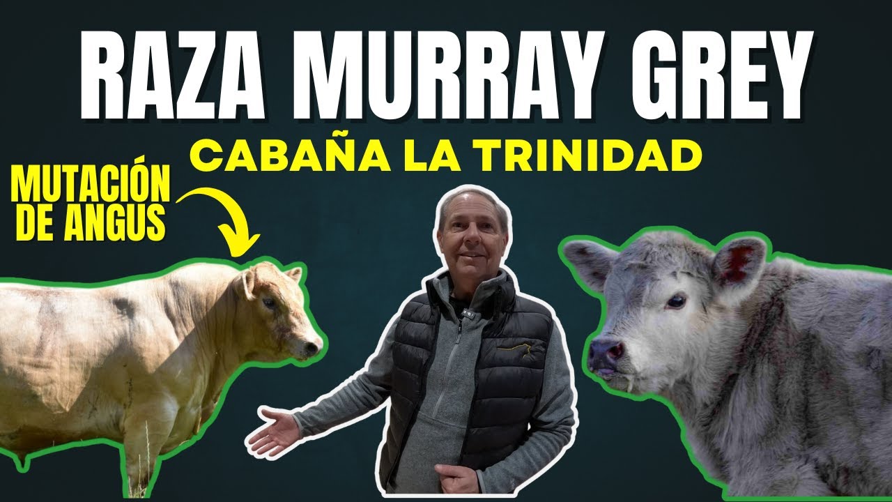 GANADO MURRAY GREY: UNA MUTACI&Oacute;N DEL ANGUS CON PIEL GRIS ✅🐂 CABA&Ntilde;A LA TRINIDAD- ARGENTINA