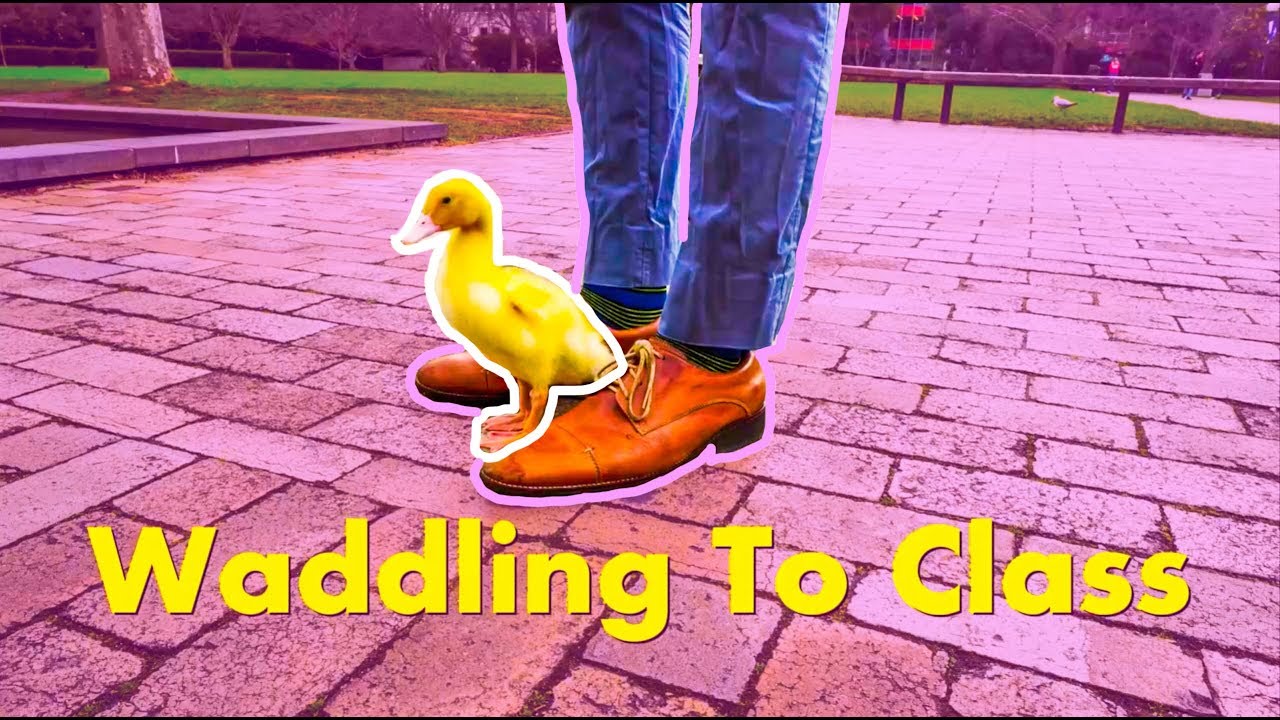Waddling to Class