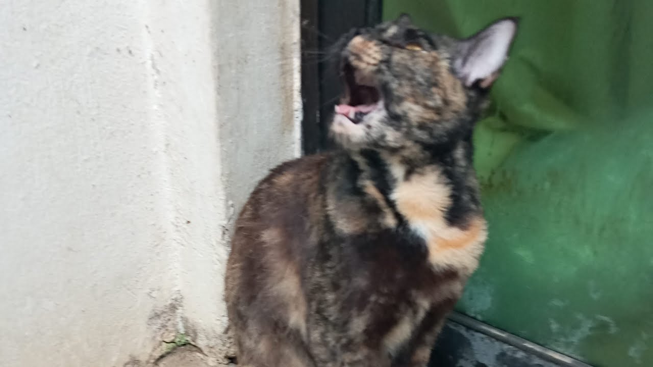 Cats & kittens are 860 & 769 & 695 & 612 & 511 & 494 & 446 & 370 & 255 & 217 & 117 &277 &211 &109&75