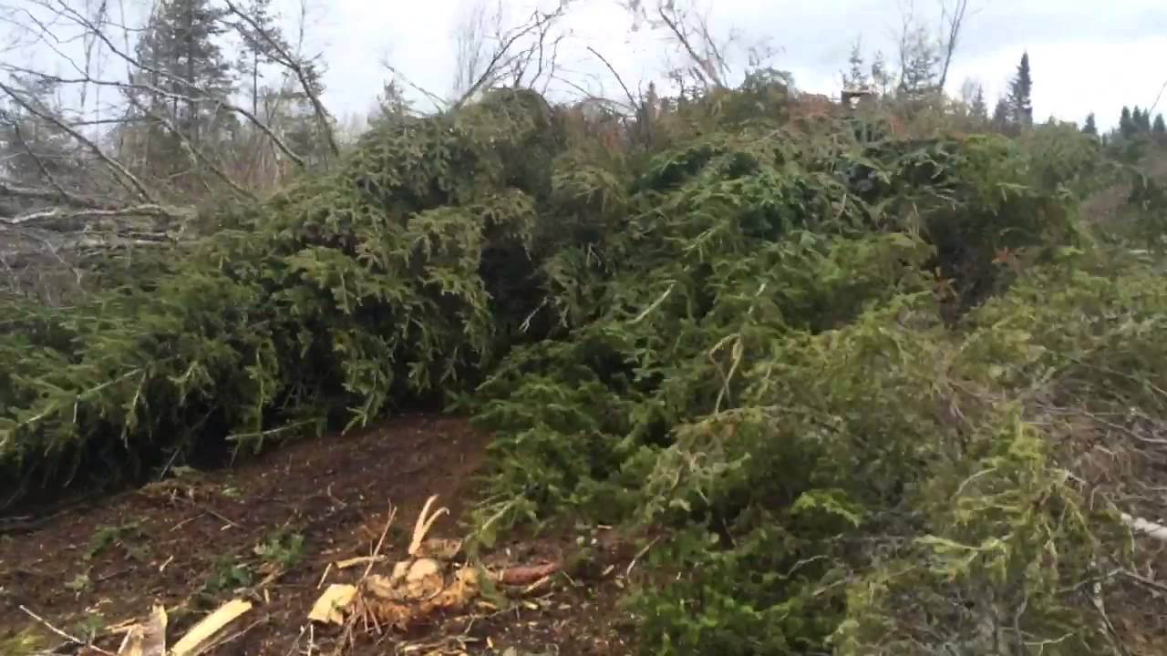 Logging New Brunswick