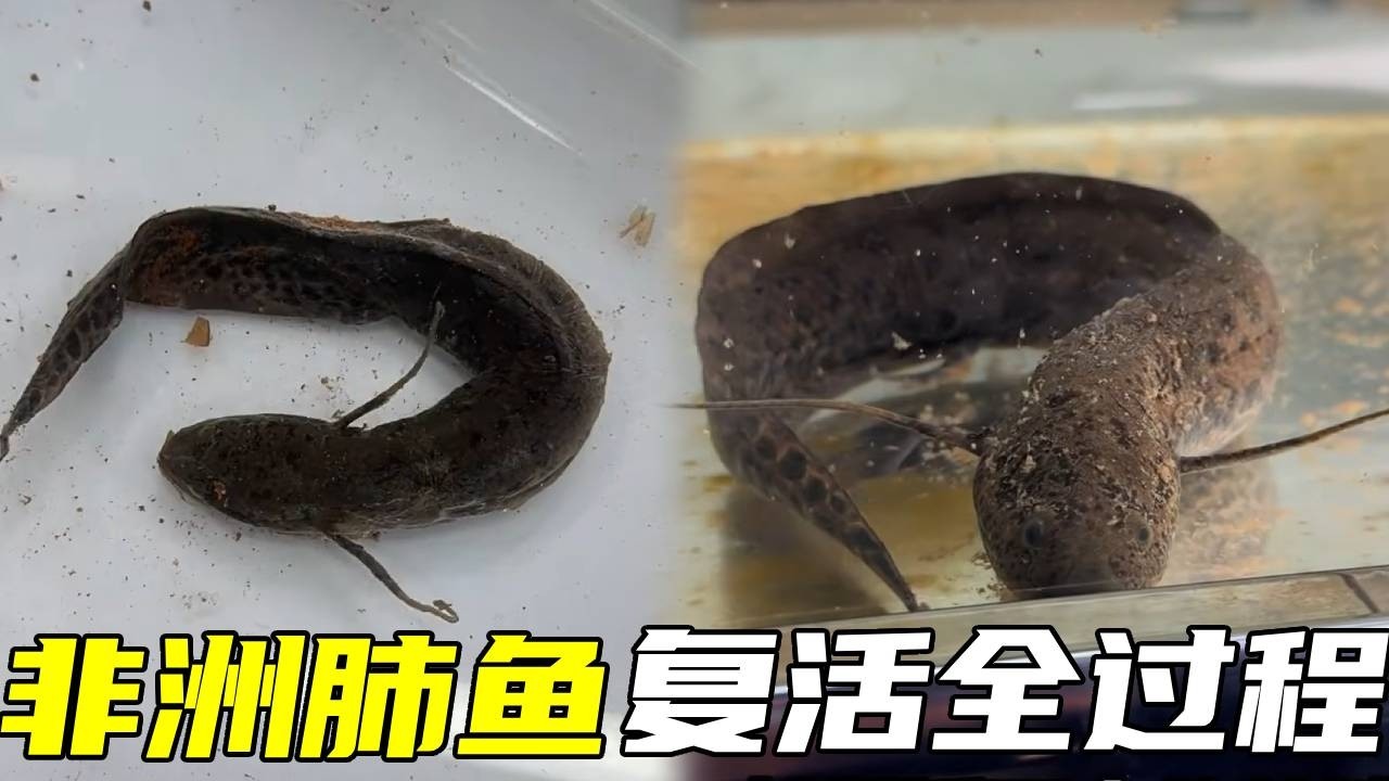 非洲肺鱼复活全过程来了，一起来看看吧！究竟是尘封了多久复活的呢？！【鲁伟学长】