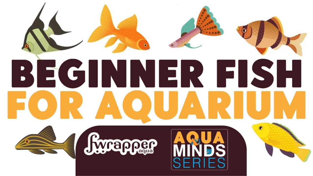 Beginner Fish for Aquarium || Fish Compatibility Chart || Aqua Mind Series