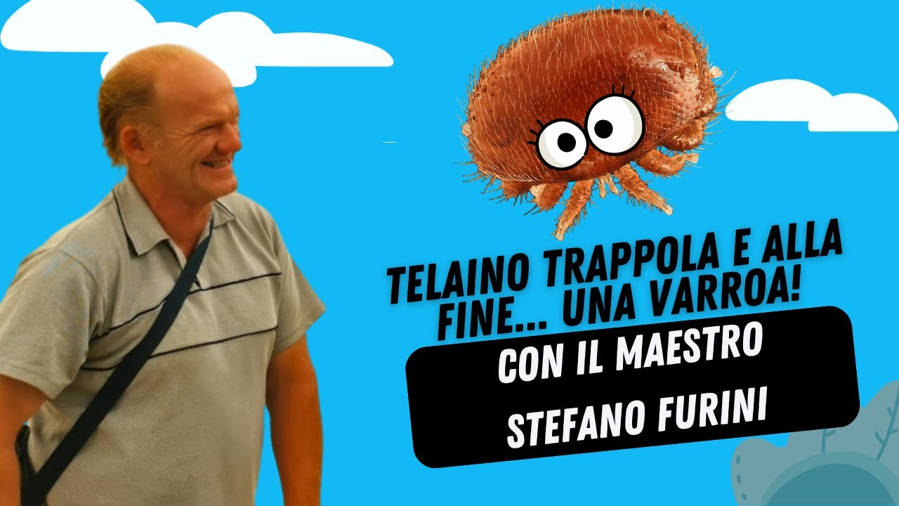 Telaino trappola e alla fine... una varroa! (www.asphodel.it)