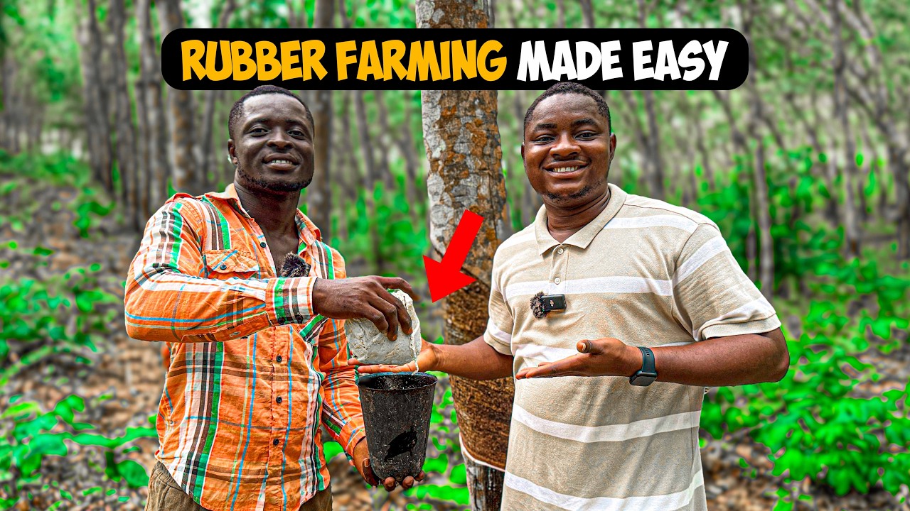 How To Start a Successful Rubber Farm as a Beginner in Ghana with Less Capital🇬🇭 #rubberfarming
