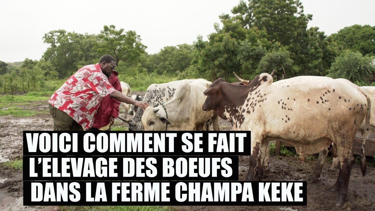 Voici Comment se Fait l'Elevage des Boeufs dans la Ferme CHAMPA KEKE.