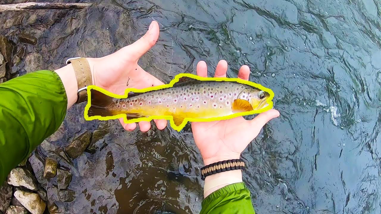 Spring Creek (Bellefonte) Wild Brown Trout + New Spinners