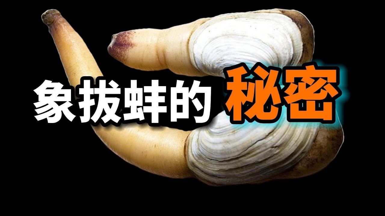 天价象拔蚌的秘密：從無人問津變成水下黃金！它是有故事的頂級海鮮！
