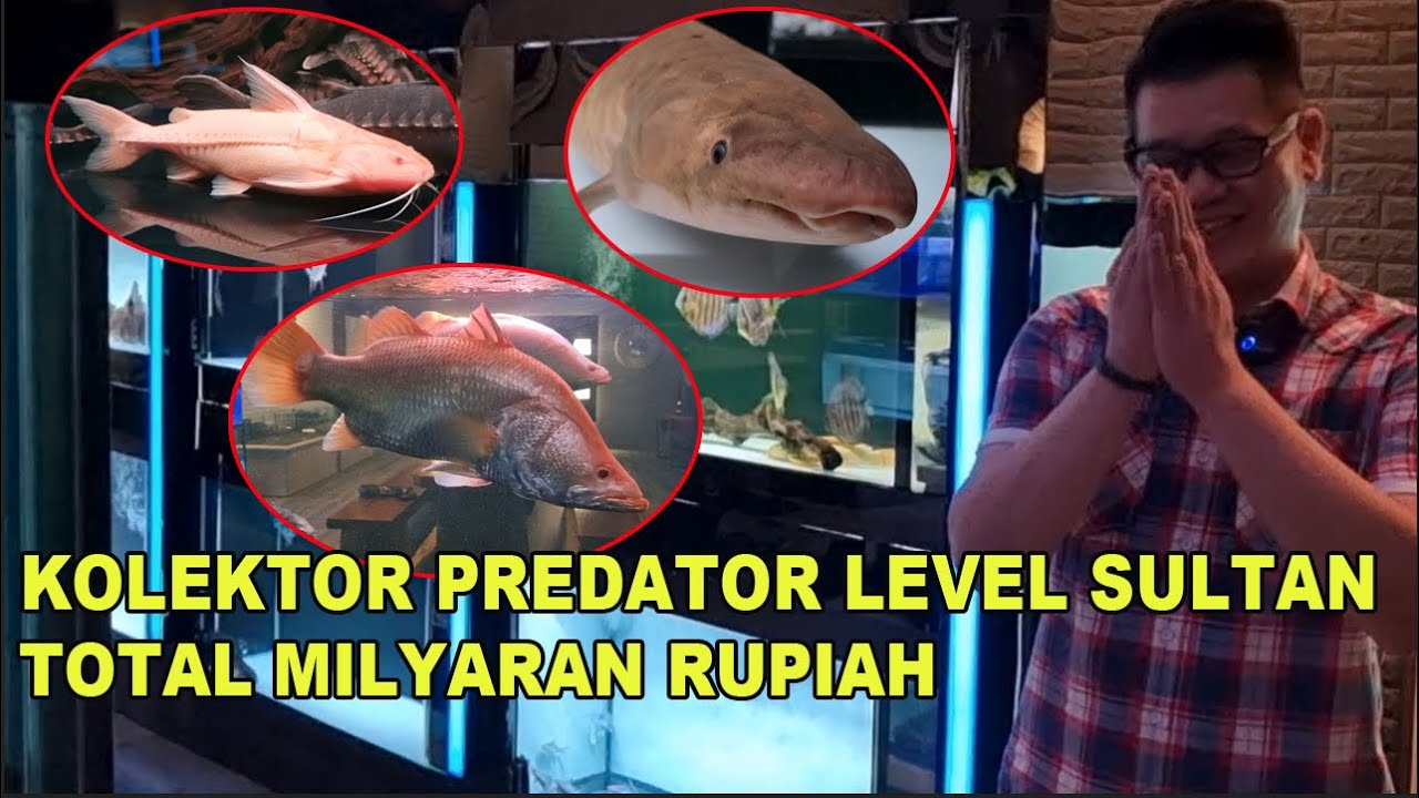 KOLEKTOR IKAN PREDATOR LEVEL SULTAN - TOTAL KOLEKSI MILYARAN RUPIAH !!!