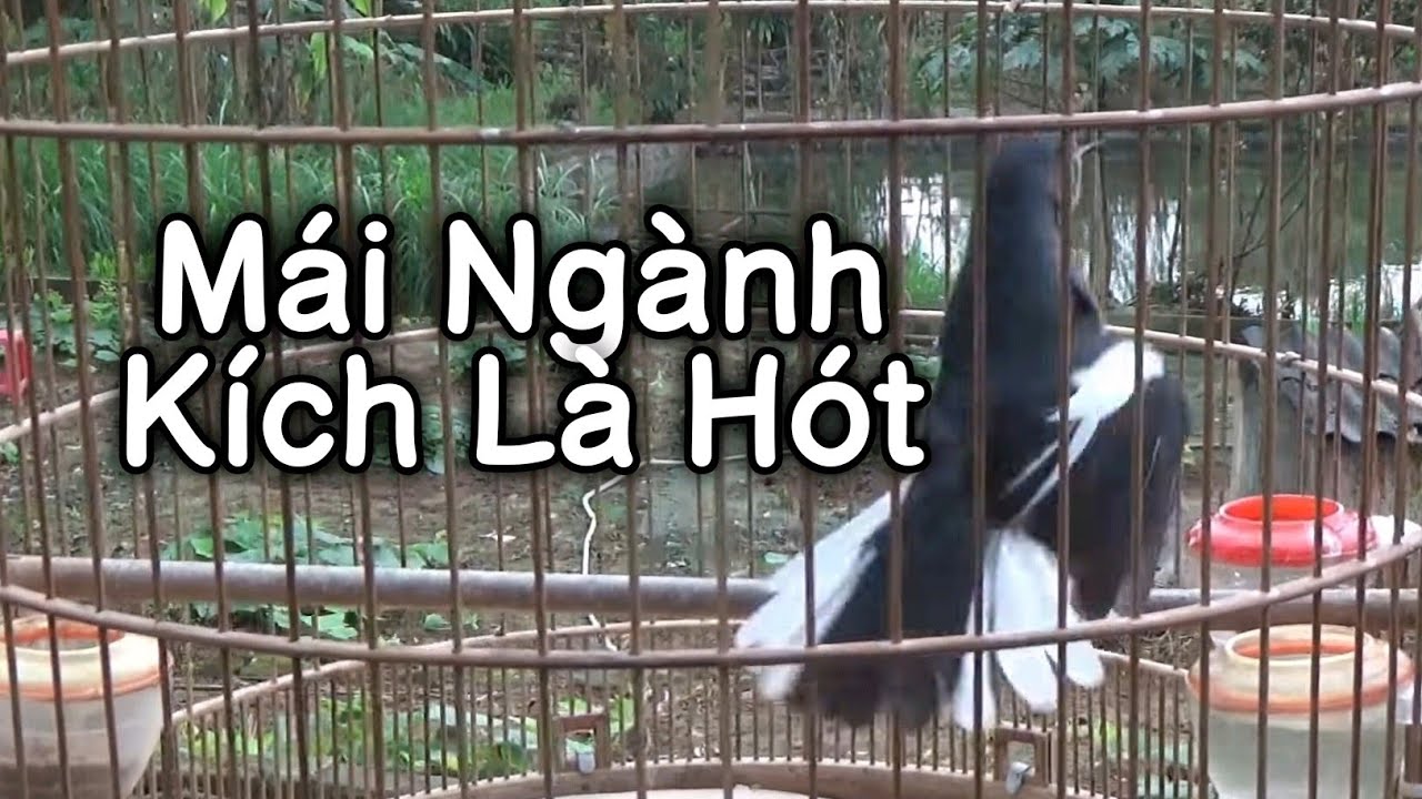 Choè than mái kích là trống hót | Kích choè than hót 1 tiếng mỗi sáng