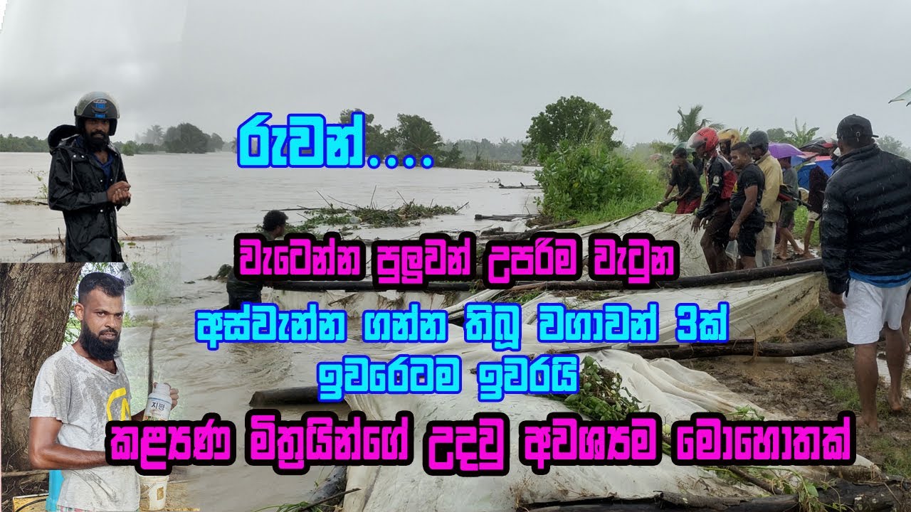 ගංවතුර නිසා වැටෙන්න ඕන උපරිම අඩියටම වැටුණා | Batu wagawa | nai miris wagawa | Thakkali wagawa