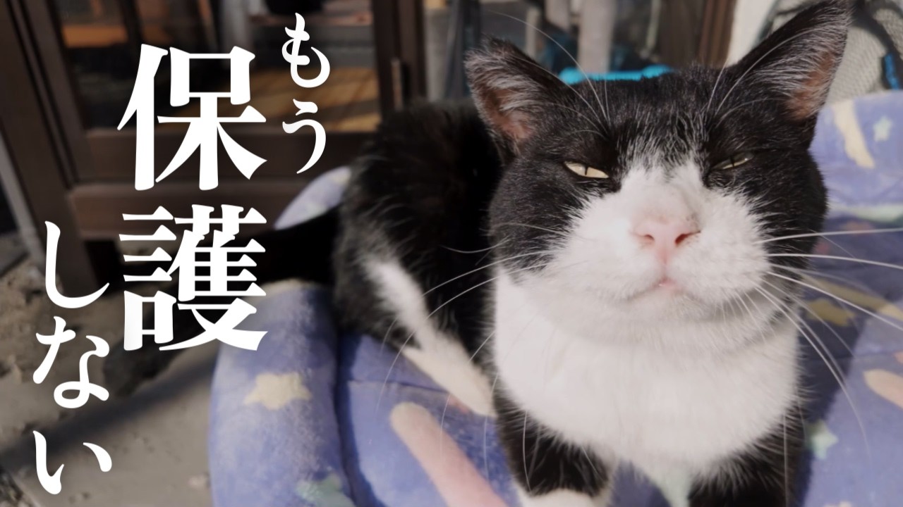 家猫12匹 保護しすぎて私も猫達も限界がきました【地域猫】【保護猫】