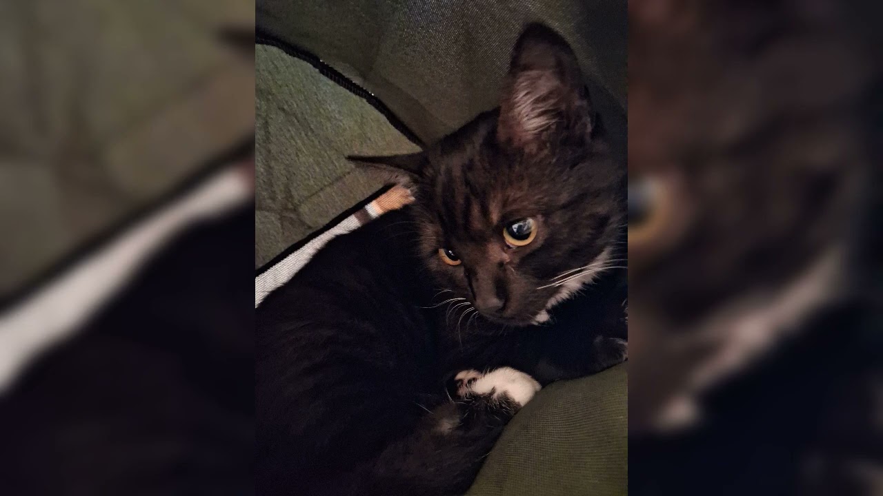 ZARA SPY BEATS - TRIBUTE OF VICTORY ☆02☆ 《☆21.01.2026☆》☆INSTRUMENTAL☆