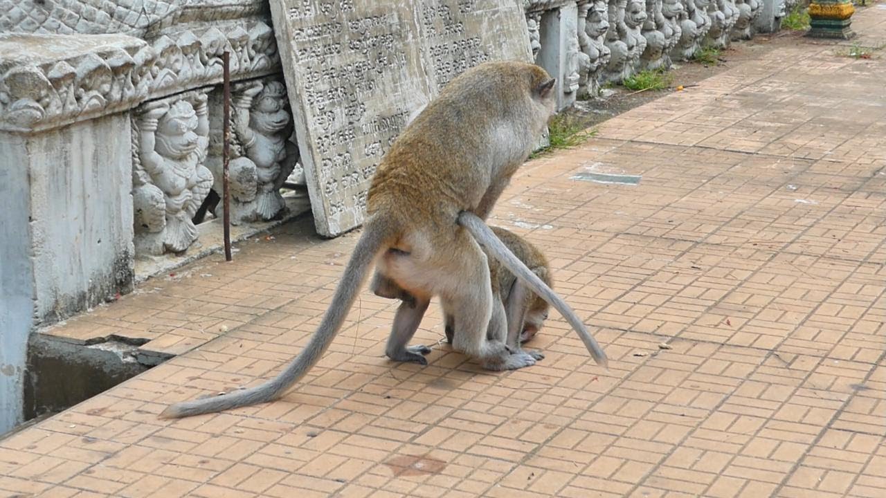 Great Actions Of Adorable Male And Female Monkeys