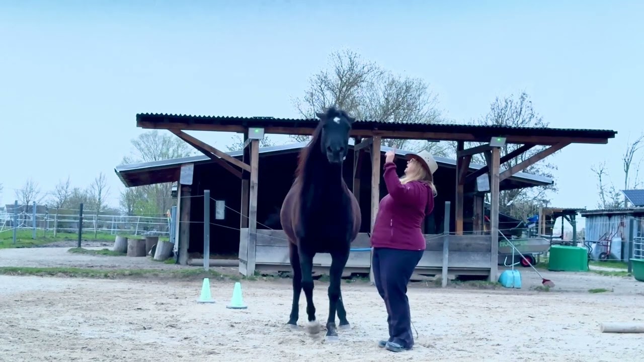 Horsemanship auf Augenhöhe für Anfänger - die 4 Grundübungen