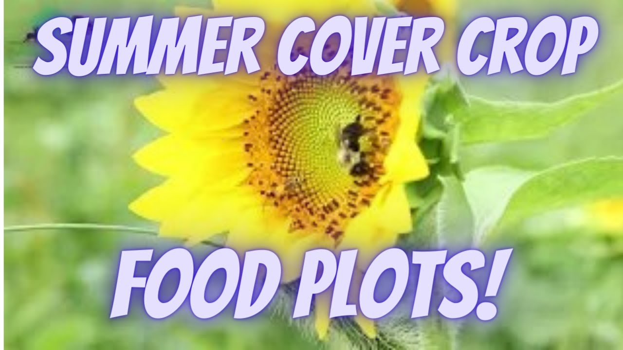 Summer Cover Crop Cocktails You Need for Deer Food Plots!