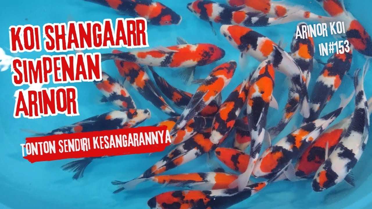 IKAN KOI SHOWA PILIHAN CABE SUPER HARGA MURAH ‼️ ARINOR KOI