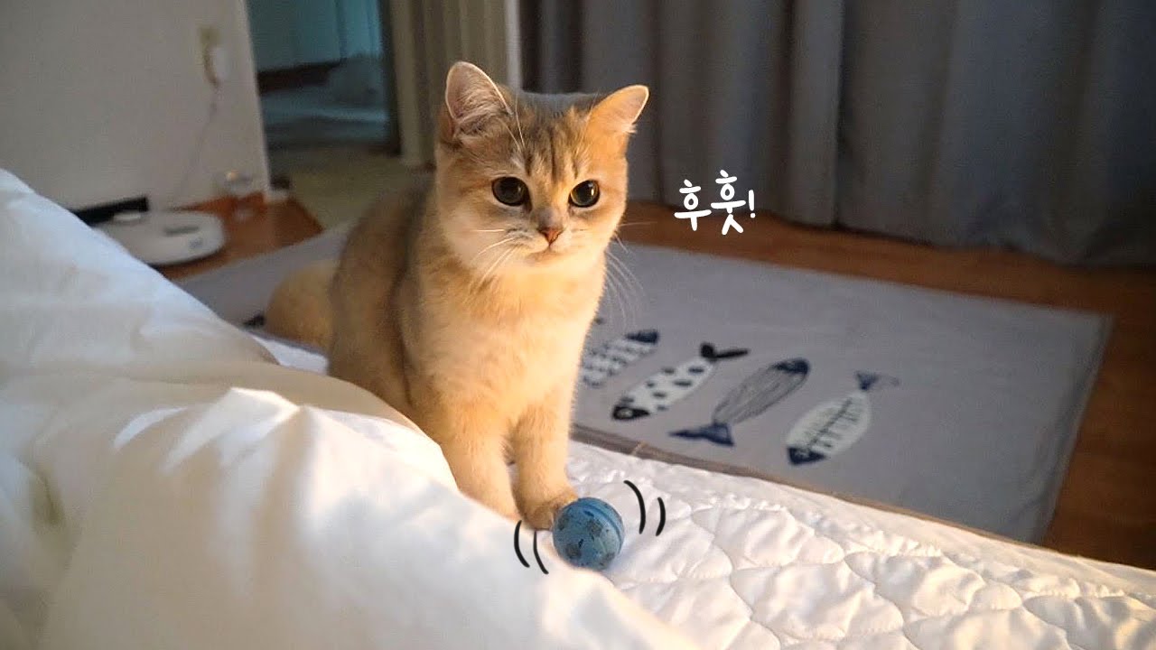 아! 진짜 강아지가 고양이로 환생한 것 같아요ㅋ