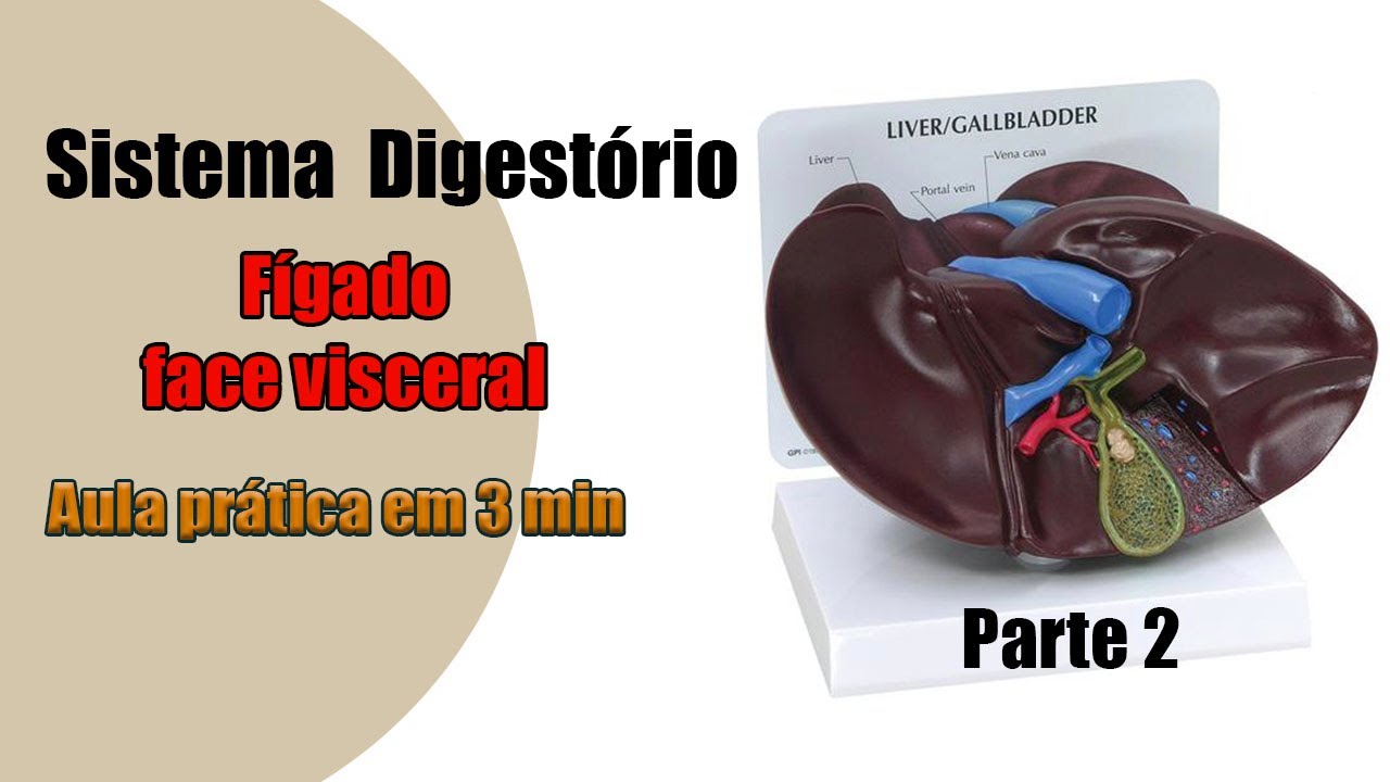 A face visceral do Fígado [4K] - Anatomia Humana - Anatomia