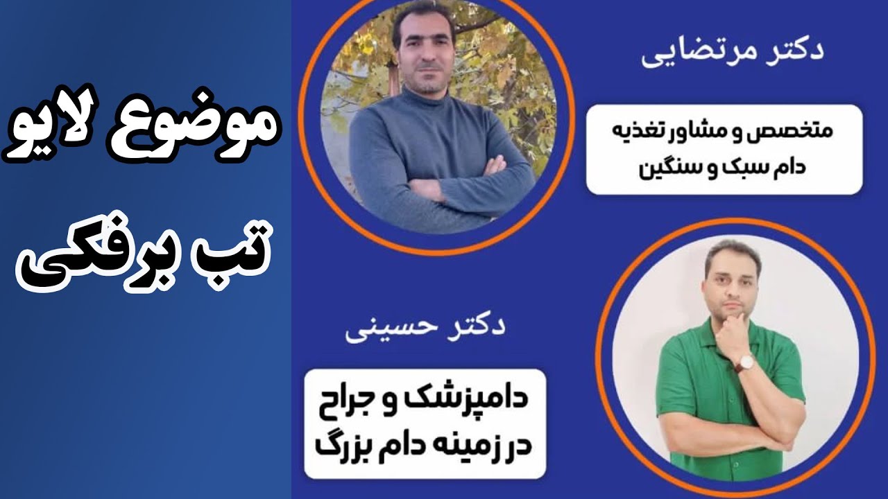 تب برفکی در گاو